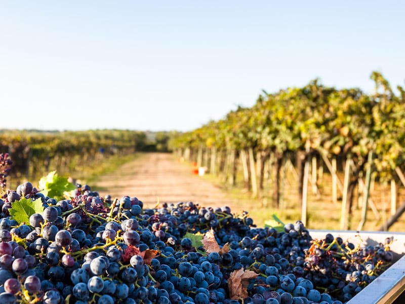 vendemmia di uva nera
