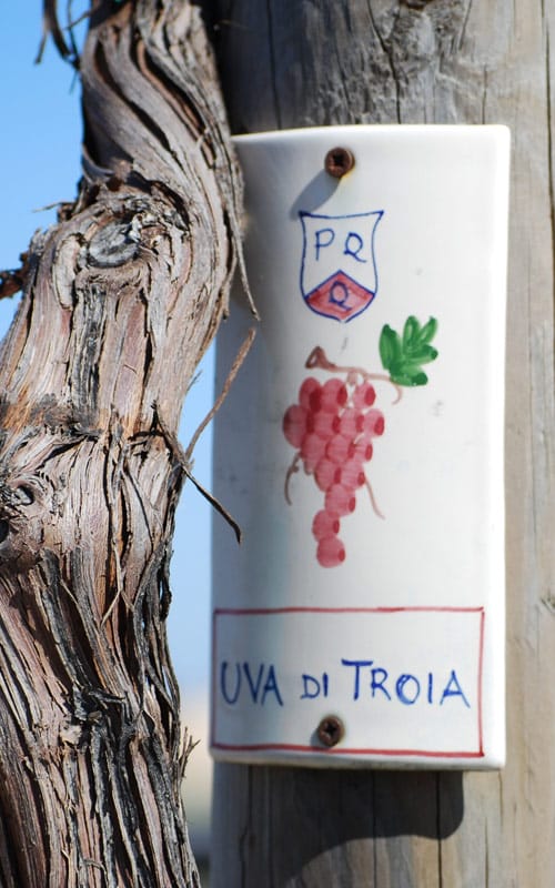 vitigno nero di troia